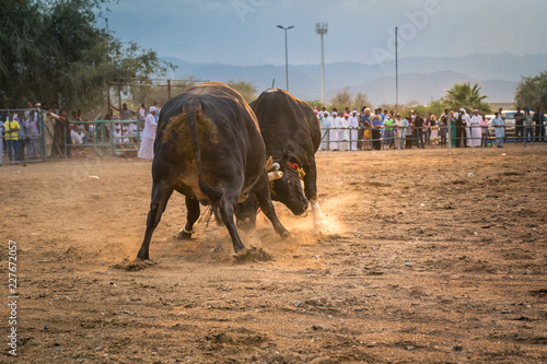 Bullfight as entertainment of locals of UAE photo