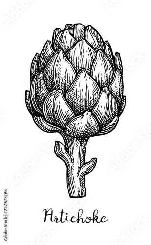 Ink sketch of artichoke.