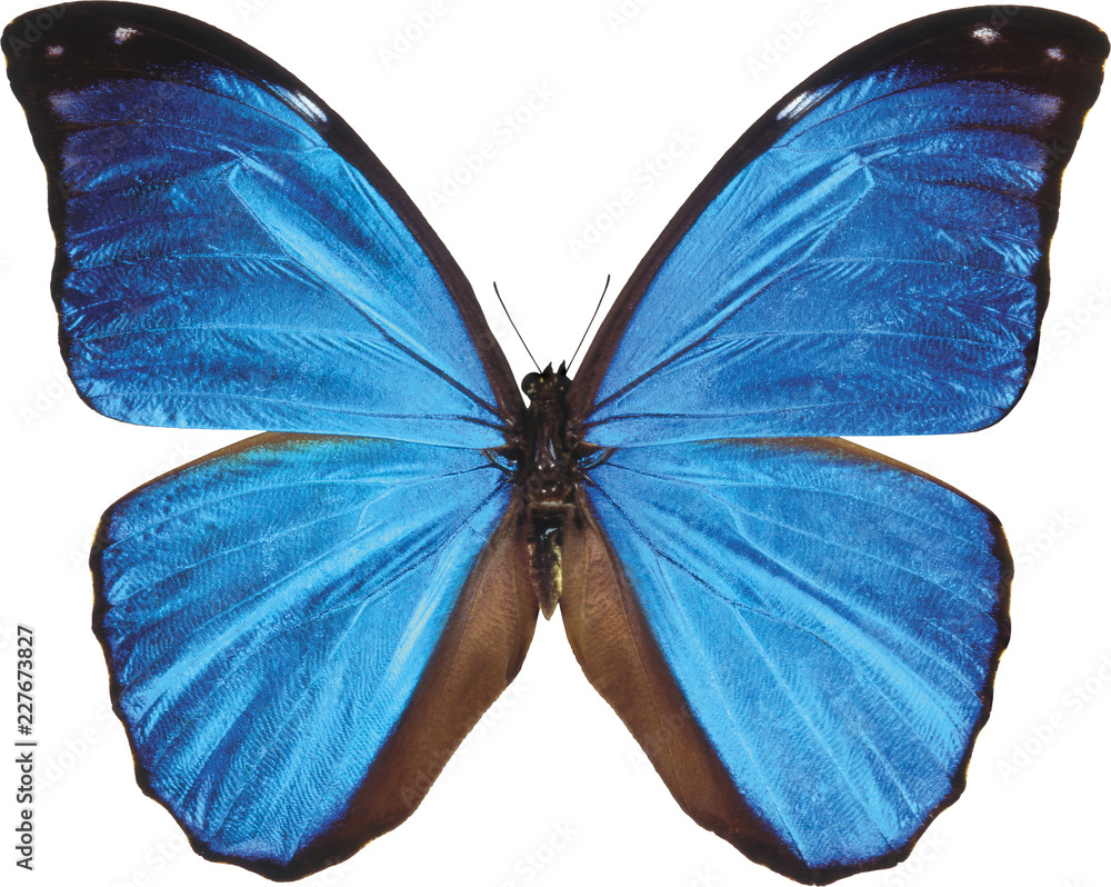 Obraz High resolution butterfly texture