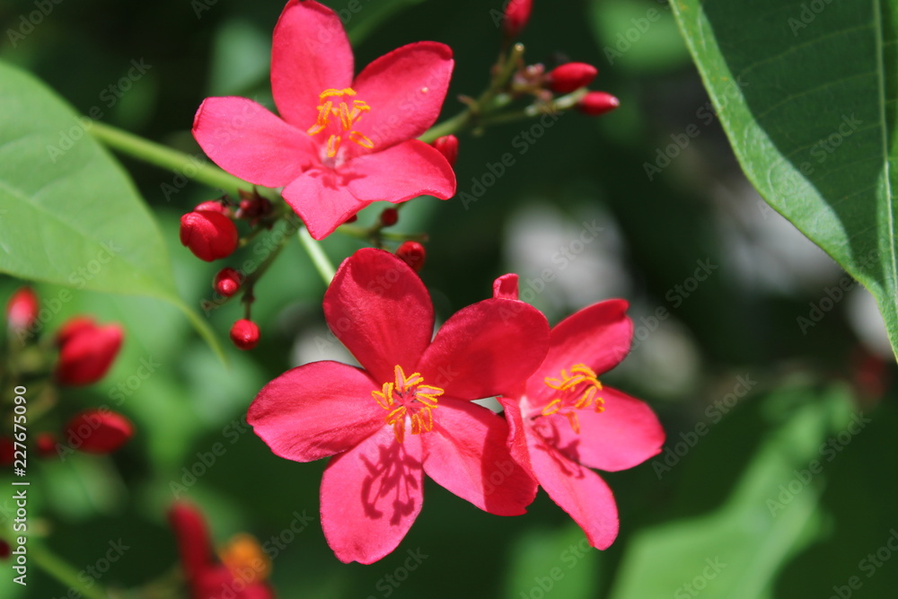 Obraz premium Seychellen