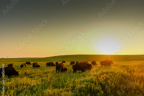 Buffalo Sunset photo