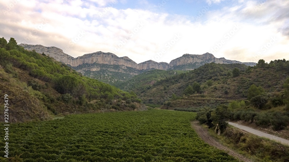 Priorat winefields zone 45 Priorat winefields zone 45