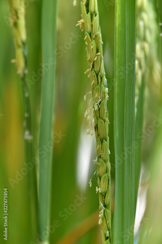 Rice in the Field Ripening for Harvest