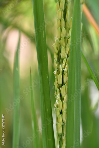Fototapeta Naklejka Na Ścianę i Meble -  Rice in the Field Ripening for Harvest