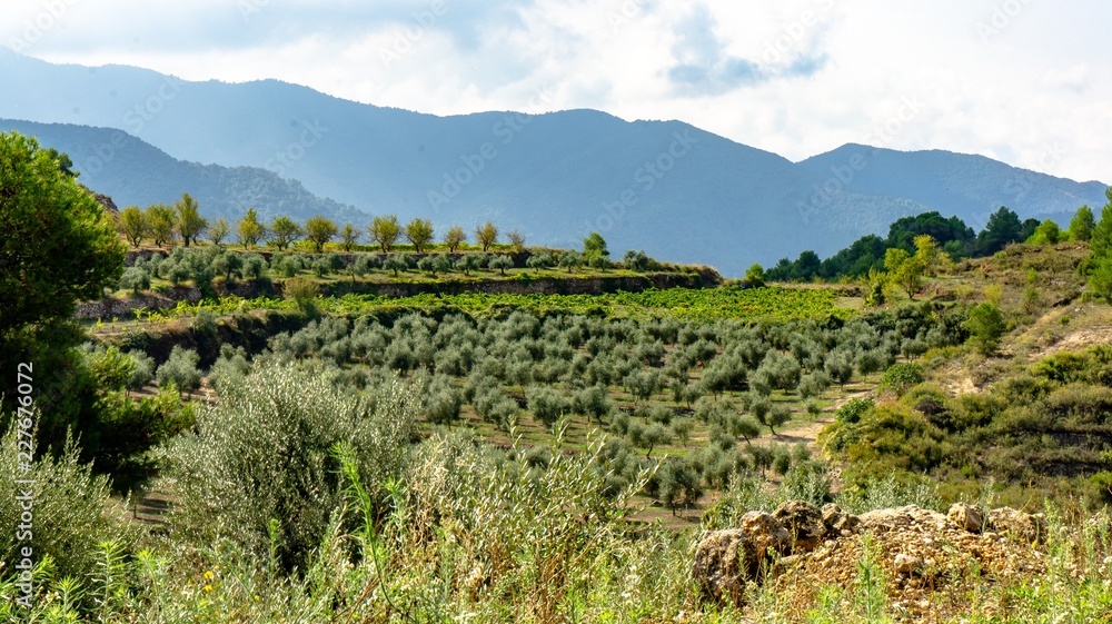 Fototapeta premium Priorat winefields zone 8