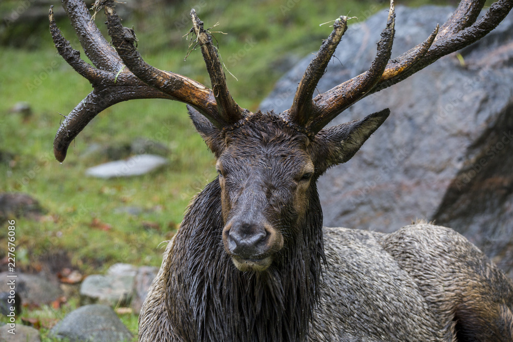 Fototapeta premium Cerf