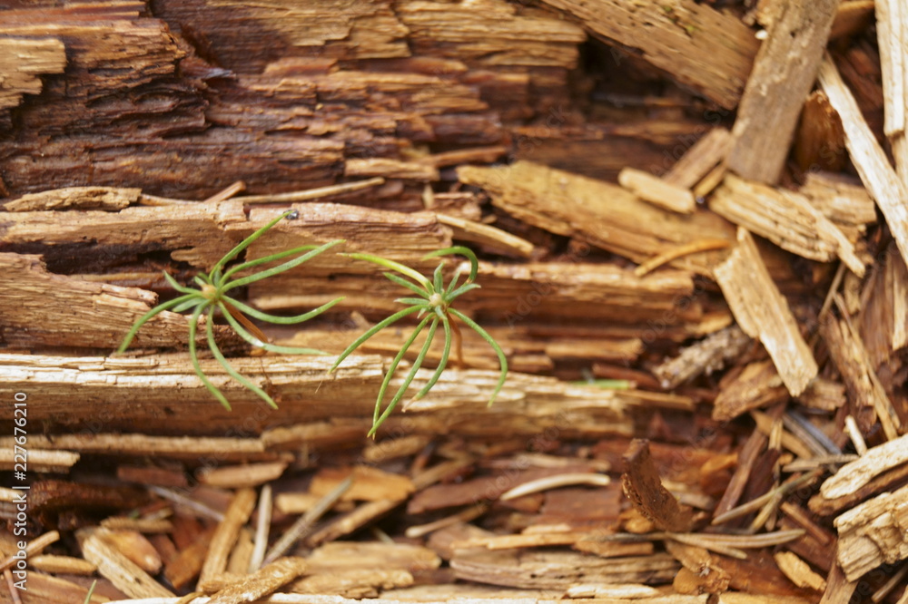 Old wood texture - brown abstract background Old wood texture - brown abstract background