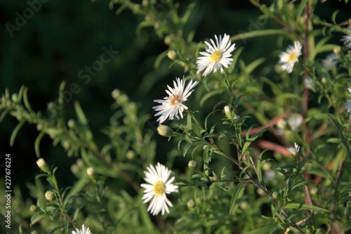 daisies in the field