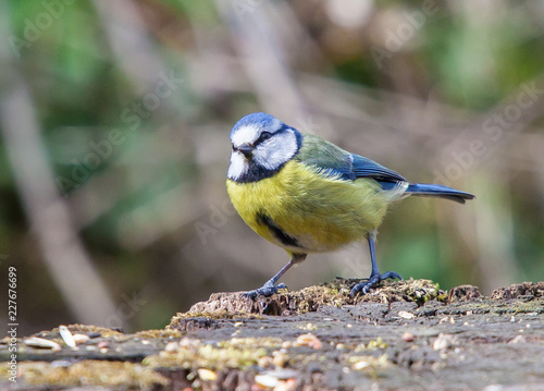 blue tit on branch