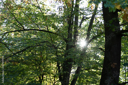 Sunlight shrough the leaves in forest