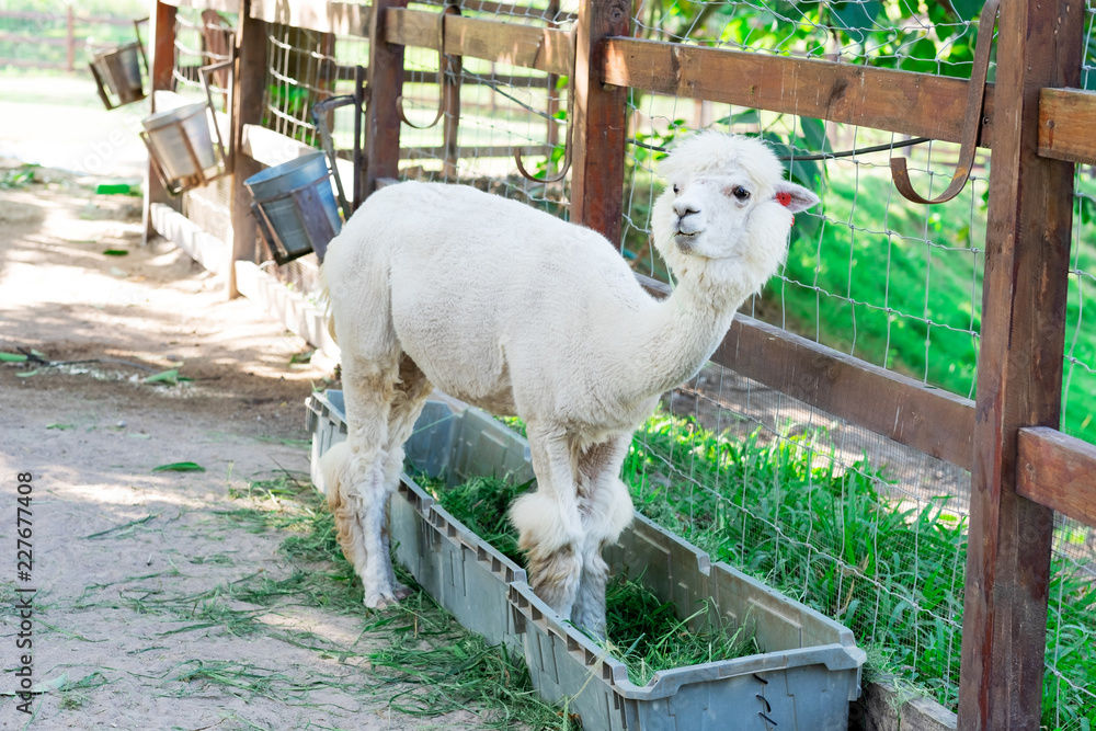 Fototapeta premium Alpaca (Vicugna Pacos)
