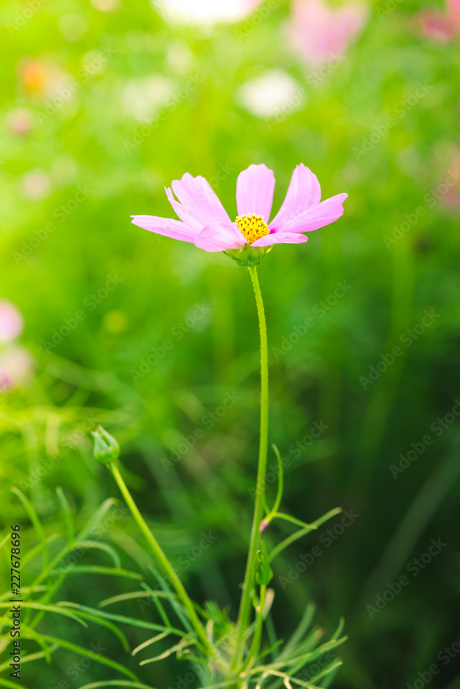 Blur and soft beautiful pink cosmos flowers Blur and soft beautiful pink cosmos flowers