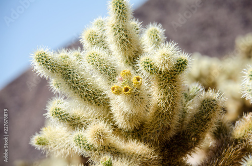 Jumping Cholla cactus (also known as Cylindropuntia) garden in Joshua Tree National Park photo