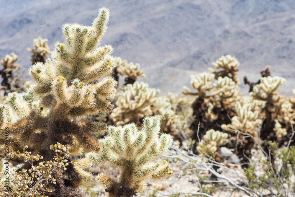 Naklejka premium Jumping Cholla cactus (also known as Cylindropuntia) garden in Joshua Tree National Park