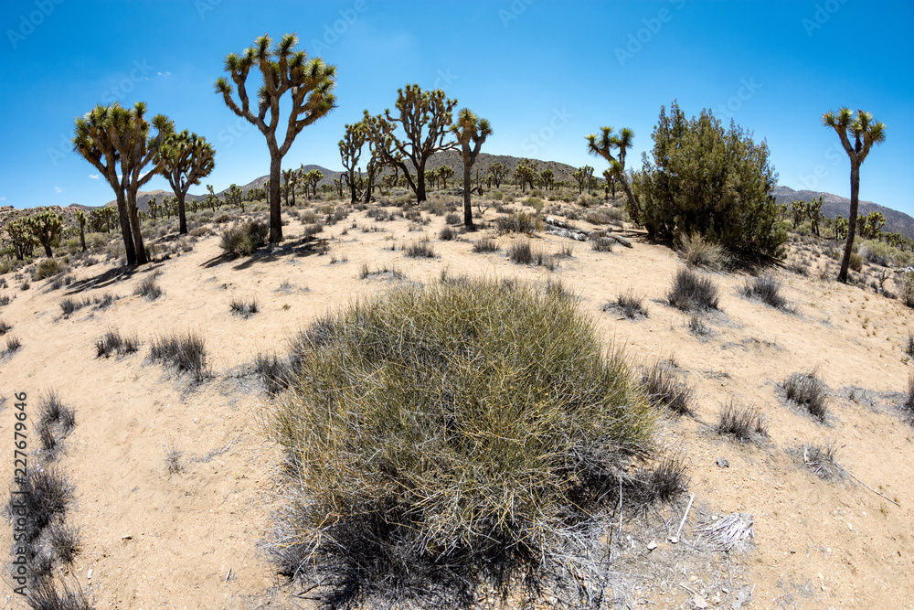 Fisheye view of sagebrush and Joshua Trees in Joshua Tree National Park in California Fisheye view of sagebrush and Joshua Trees in Joshua Tree National Park in California