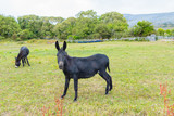 Black Donkeys on Meadow Schwarze Esel auf Weide