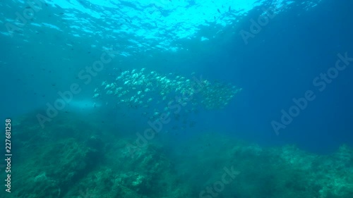 Wallpaper Mural Fish school underwater in the Mediterranean sea, common two banded sea bream Diplodus vulgaris, Pyrenees-Orientales, Roussillon, France Torontodigital.ca