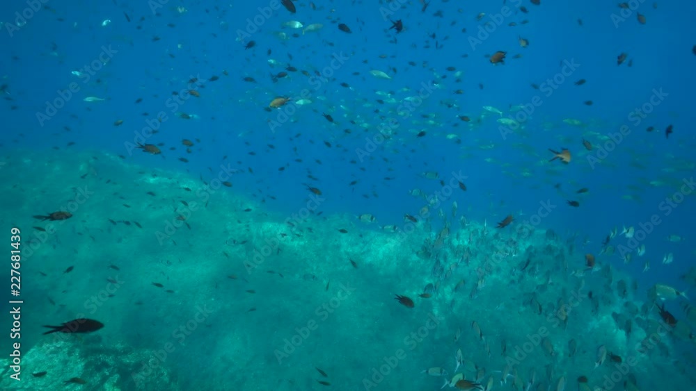 Fishes shoal underwater in the Mediterranean sea ( sea breams with damselfish ), Pyrenees-Orientales, Roussillon, France Fishes shoal underwater in the Mediterranean sea ( sea breams with damselfish ), Pyrenees-Orientales, Roussillon, France