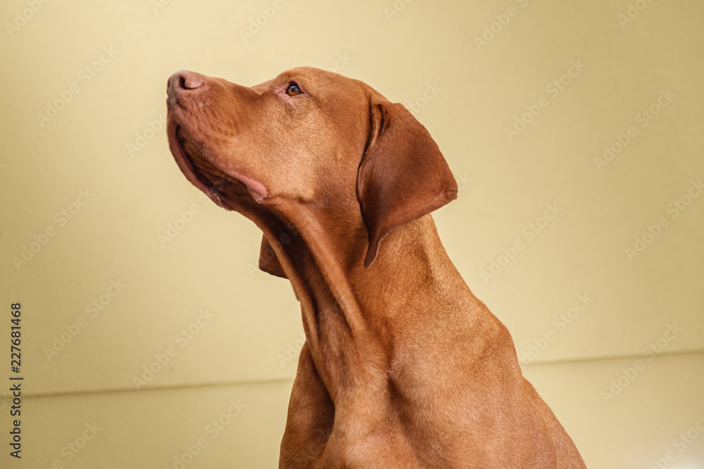 vizsla vizsla