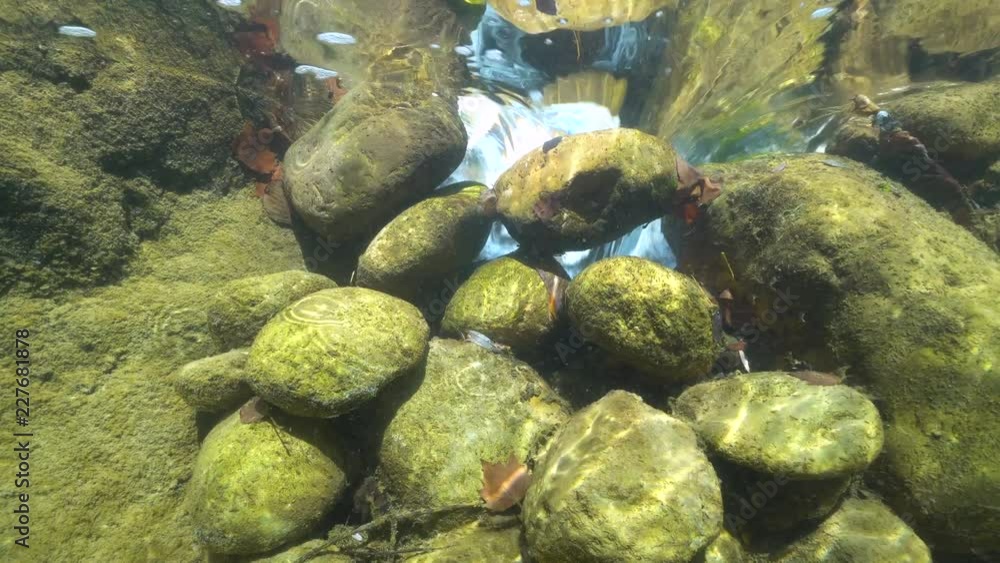 Rocks underwater in a flowing stream, La Muga river, Girona, Alt Emporda, Catalonia, Spain Rocks underwater in a flowing stream, La Muga river, Girona, Alt Emporda, Catalonia, Spain