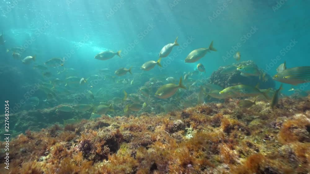 Shoal of fish underwater in the Mediterranean sea (dreamfish Sarpa salpa), Spain, Palamos, Costa Brava, Catalonia Shoal of fish underwater in the Mediterranean sea (dreamfish Sarpa salpa), Spain, Palamos, Costa Brava, Catalonia