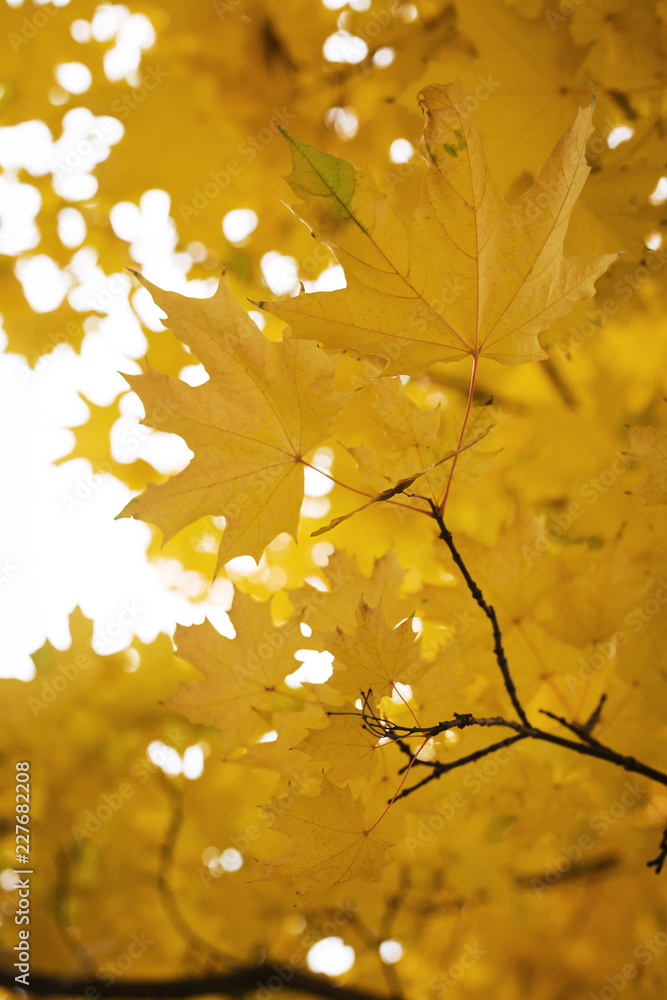 Autumnal yellow leaves on tree in forest Autumnal yellow leaves on tree in forest