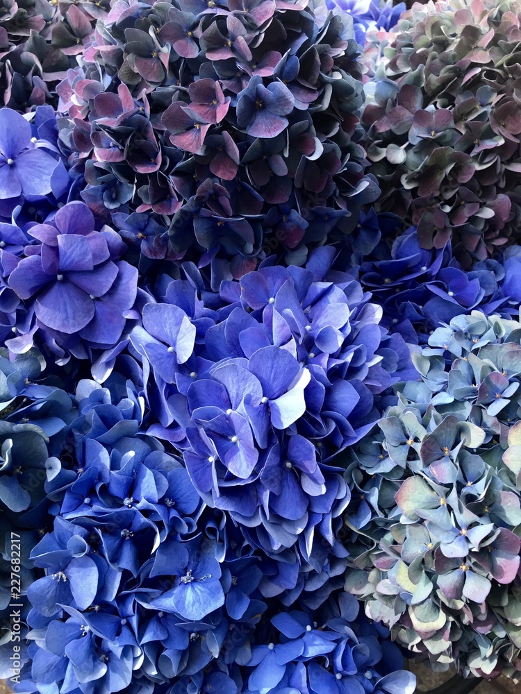 Close up of purple and blue Hydrangeas. Hydrangea flowers are produced from early spring to late autumn; they grow in flowerheads (corymbs or panicles) most often at the ends of the stems. Close up of purple and blue Hydrangeas. Hydrangea flowers are produced from early spring to late autumn; they grow in flowerheads (corymbs or panicles) most often at the ends of the stems.