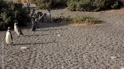 Magellanic Penguins (Spheniscus magellanicus) return from the sea hunt to their nests to feed mouth-to-mouth of chicks. Punta Tombo, Chubut, Argentina