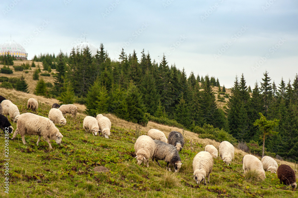 Herd of sheep graze on green pasture in the mountains. Young white and brown sheep graze on the farm. Herd of sheep graze on green pasture in the mountains. Young white and brown sheep graze on the farm.