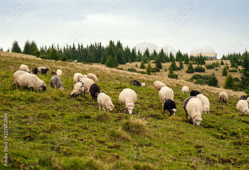 Herd of sheep graze on green pasture in the mountains. Young white and brown sheep graze on the farm. © Viktoria