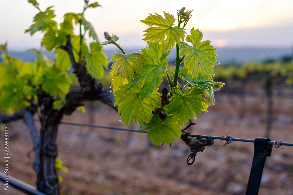 Branche de vigne au printemps gros plan. Lever de soleil.
