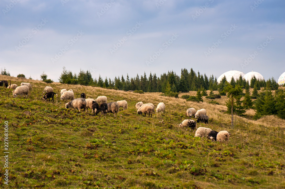 Herd of sheep graze on green pasture in the mountains. Young white and brown sheep graze on the farm. Herd of sheep graze on green pasture in the mountains. Young white and brown sheep graze on the farm.