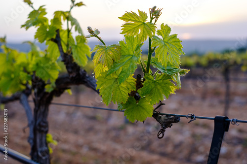 Obraz na płótnie Branche de vigne au printemps gros plan. Lever de soleil. w salonie