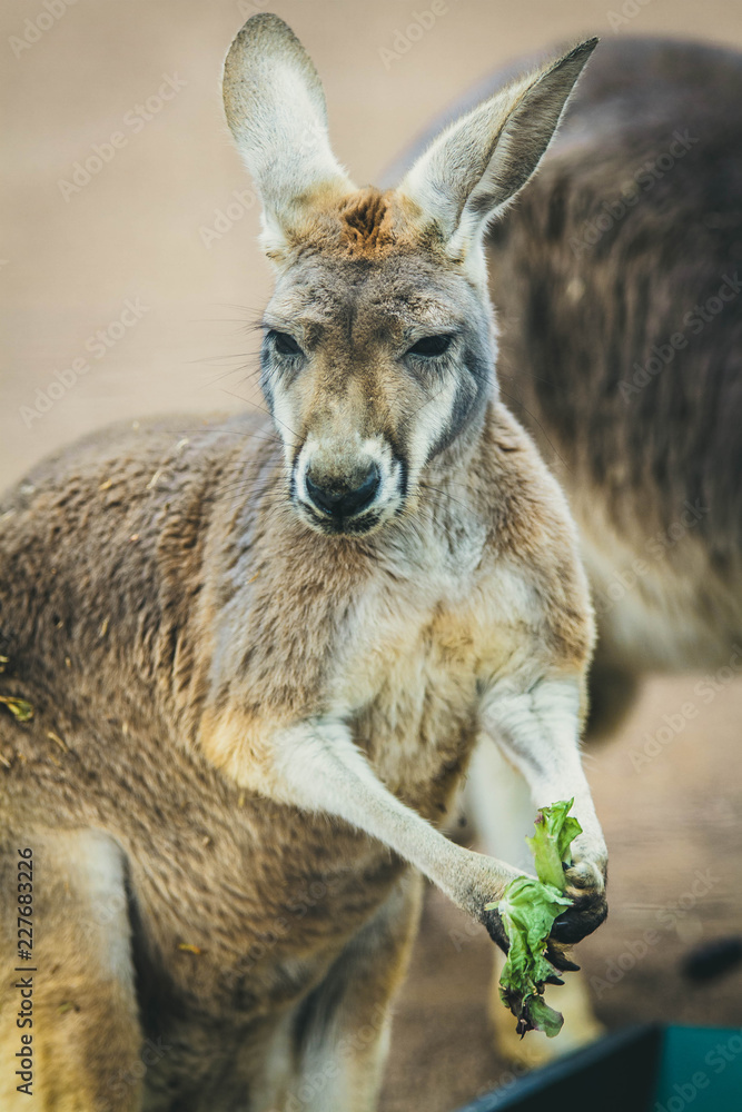 Fototapeta premium roo