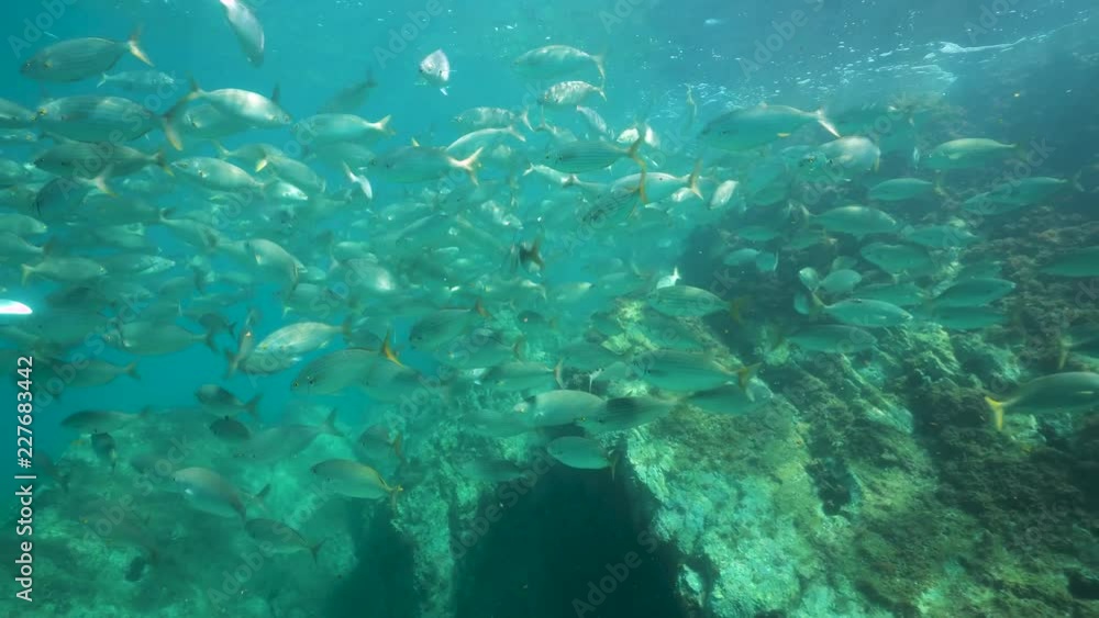 Underwater a shoal of fish with rock below water surface in the Mediterranean sea (dreamfish Sarpa salpa), Cote d'Azur, France Underwater a shoal of fish with rock below water surface in the Mediterranean sea (dreamfish Sarpa salpa), Cote d'Azur, France