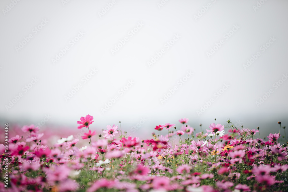 cosmos flower field background with film vintage style