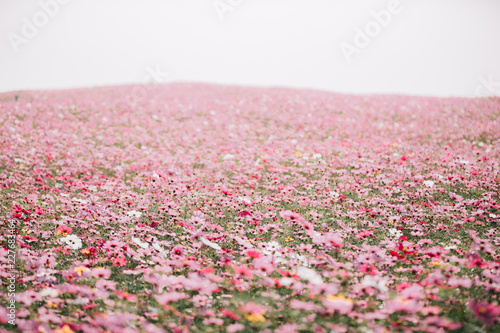 cosmos flower field background with film vintage style