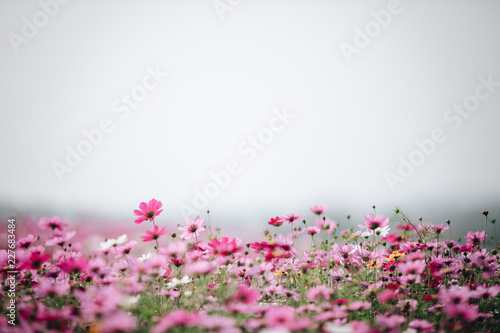 Fototapeta Naklejka Na Ścianę i Meble -  cosmos flower field background with film vintage style