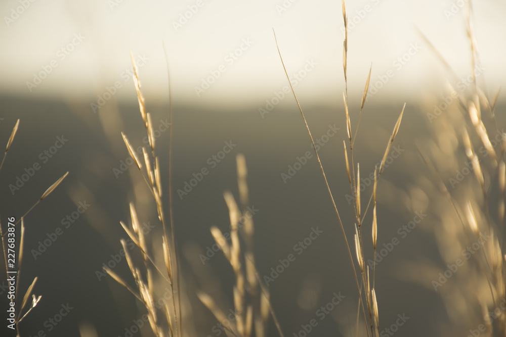 Abstract blurred nature background. Dry yellow grass in the sunlight Abstract blurred nature background. Dry yellow grass in the sunlight