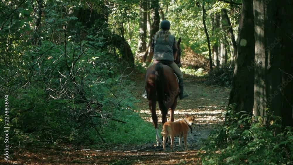 Young pretty girl riding a horse Young pretty girl riding a horse