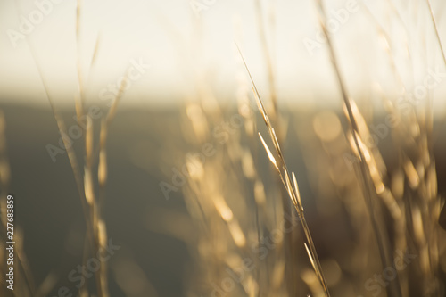 Abstract blurred nature background. Dry yellow grass in the sunlight
