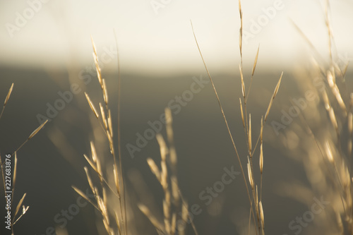 Abstract blurred nature background. Dry yellow grass in the sunlight