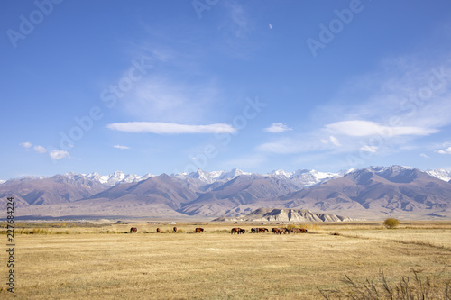 Landscape of grazing horses, Kyrgyzstan