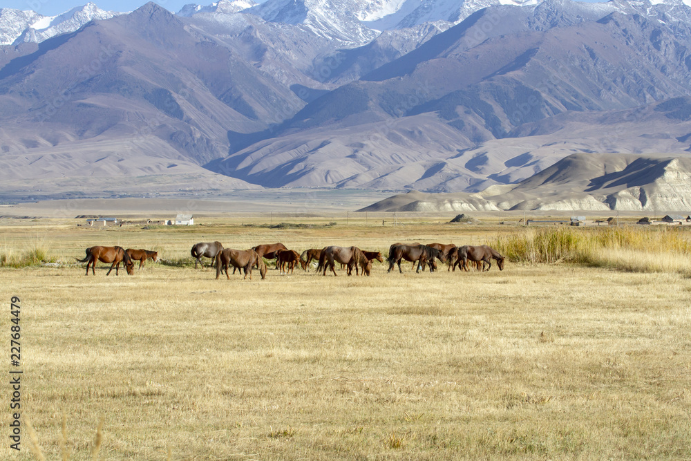 Horses grazing in alpine meadow, Kyrgyzstan