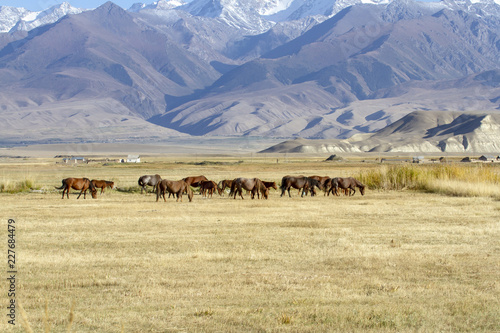 Horses grazing in alpine meadow  Kyrgyzstan