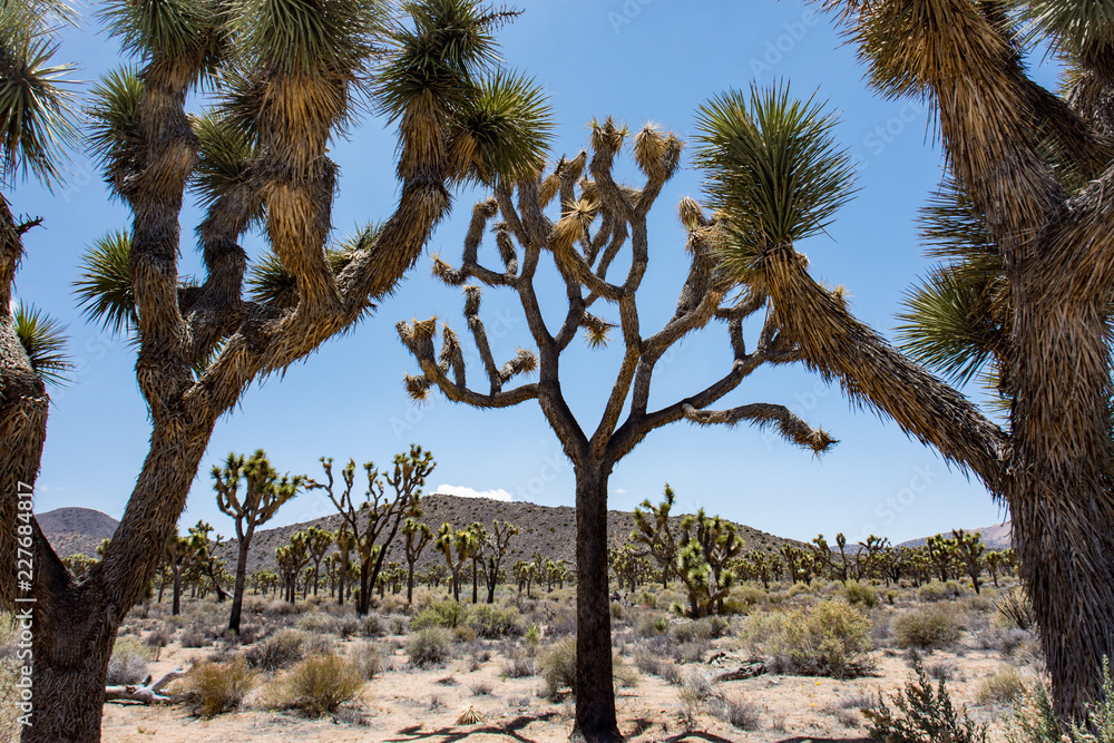 Lots of Joshua Trees in Joshua Tree National Park in Southern California on a sunny summer day in the Mojave desert Lots of Joshua Trees in Joshua Tree National Park in Southern California on a sunny summer day in the Mojave desert