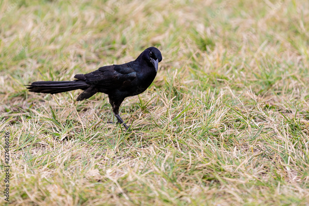 Obraz premium Miradas de pajaro