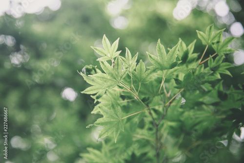 Japanese maples leaves with vintage film style