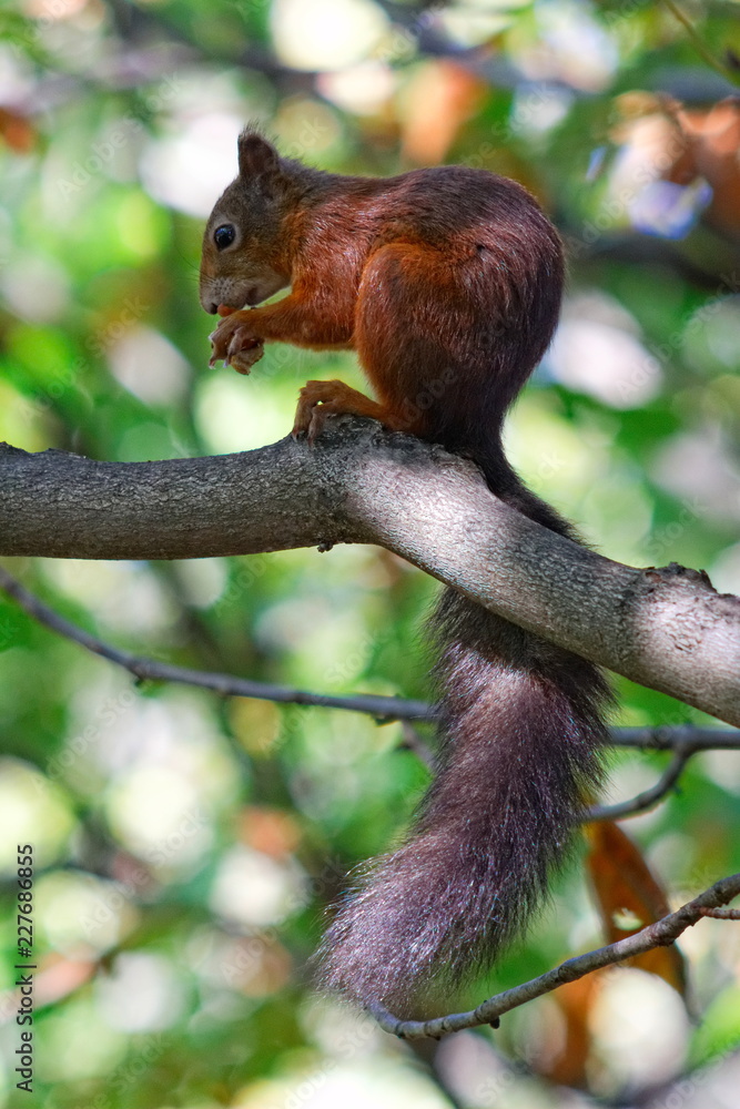 Eurasian squirrel Eurasian squirrel