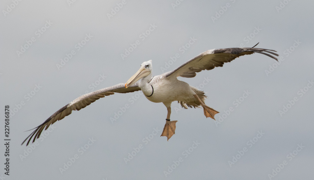 Fototapeta premium Pelican